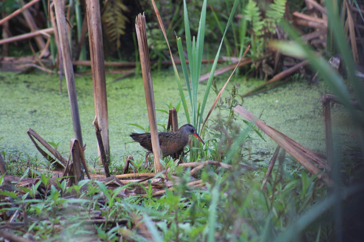 Virginia Rail (Virginia) - ML622125326