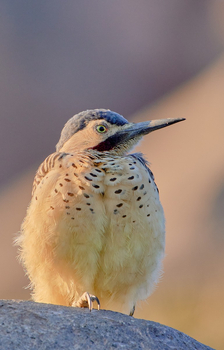 Andean Flicker (Southern) - ML622125327