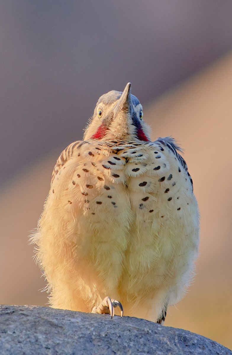 Andean Flicker (Southern) - ML622125328