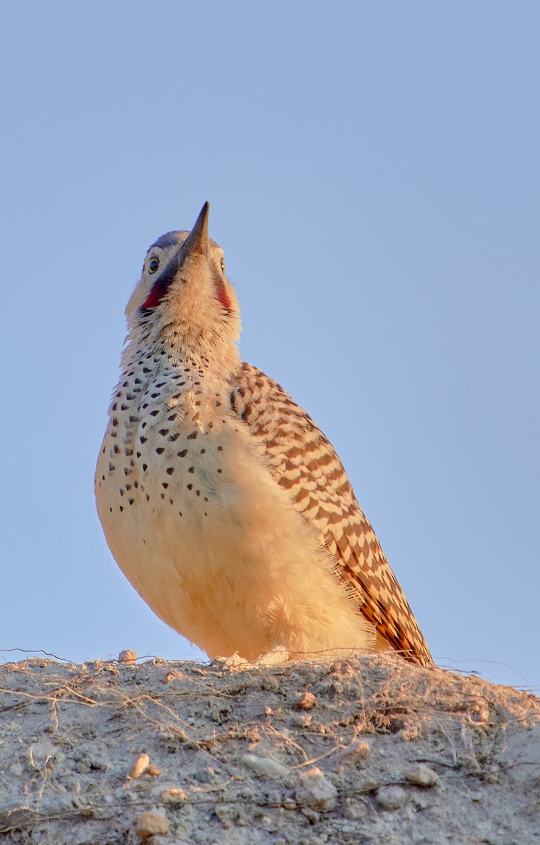 Andean Flicker (Southern) - ML622125329