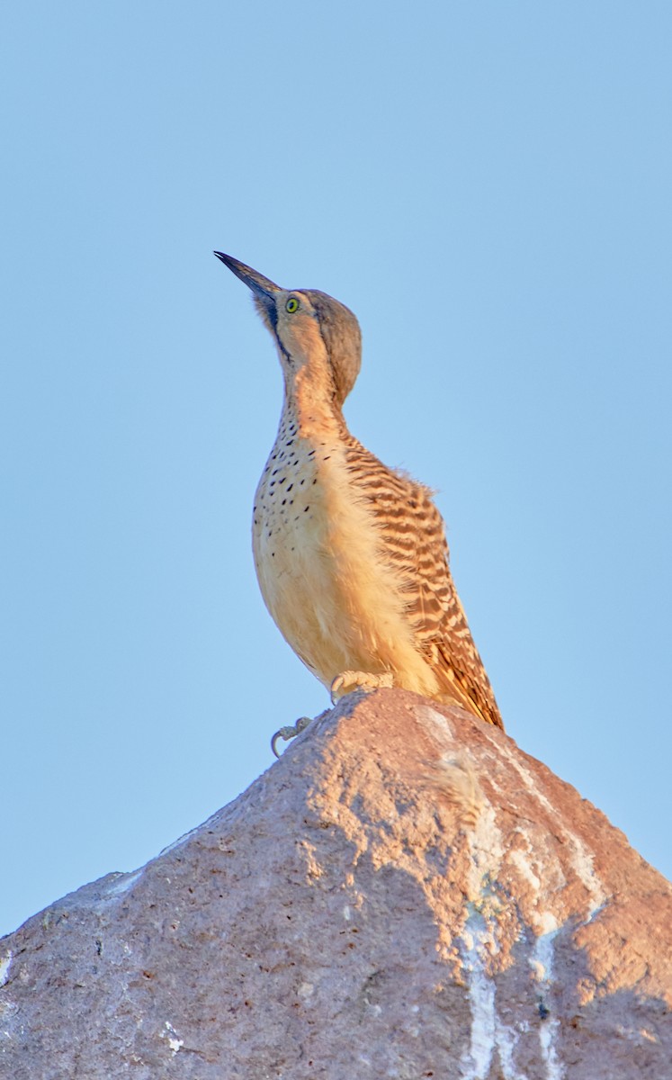 Andean Flicker (Southern) - ML622125330