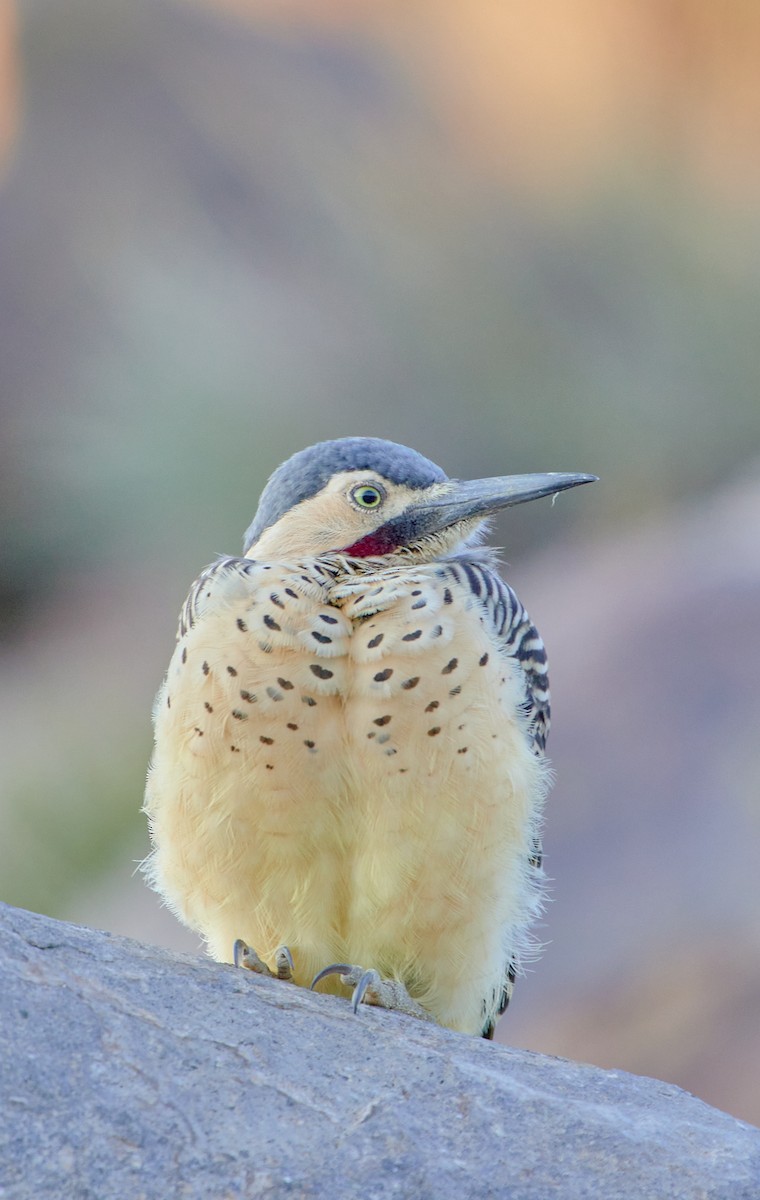 Andean Flicker (Southern) - ML622125331