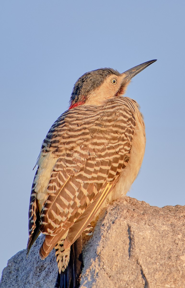 Andean Flicker (Southern) - ML622125332