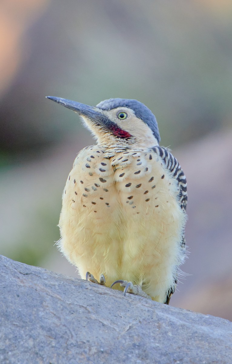 Andean Flicker (Southern) - ML622125333