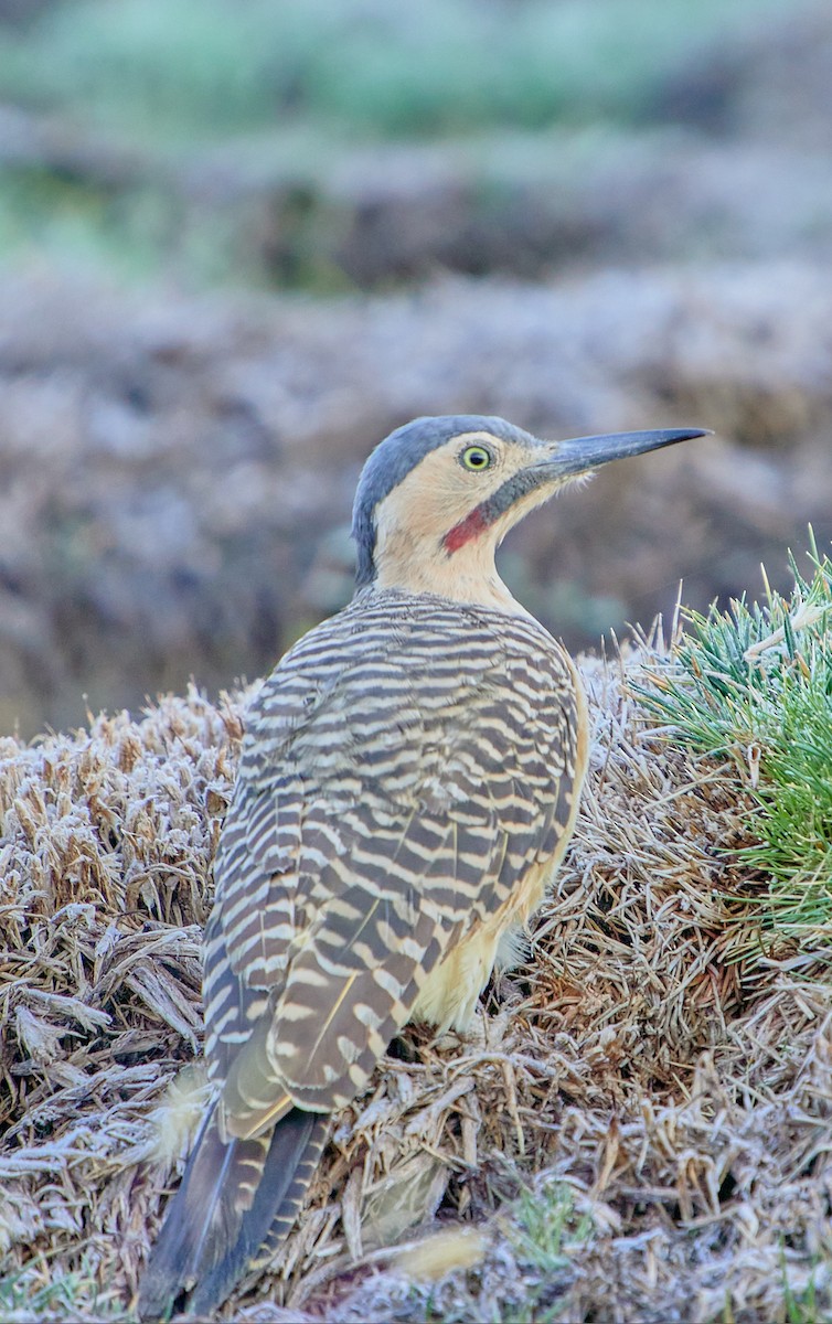 Andean Flicker (Southern) - ML622125334