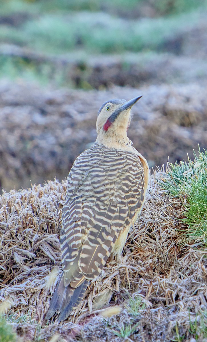 Andean Flicker (Southern) - ML622125335