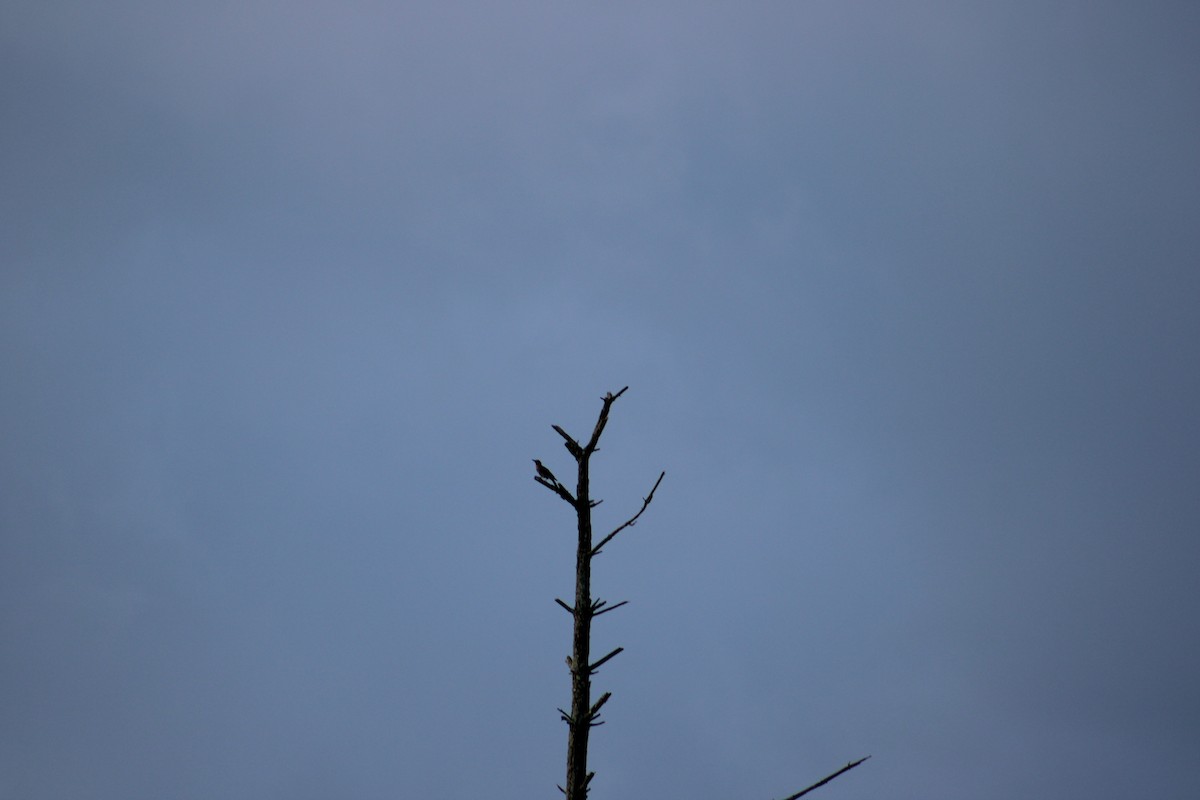 Brown Thrasher - ML622125336