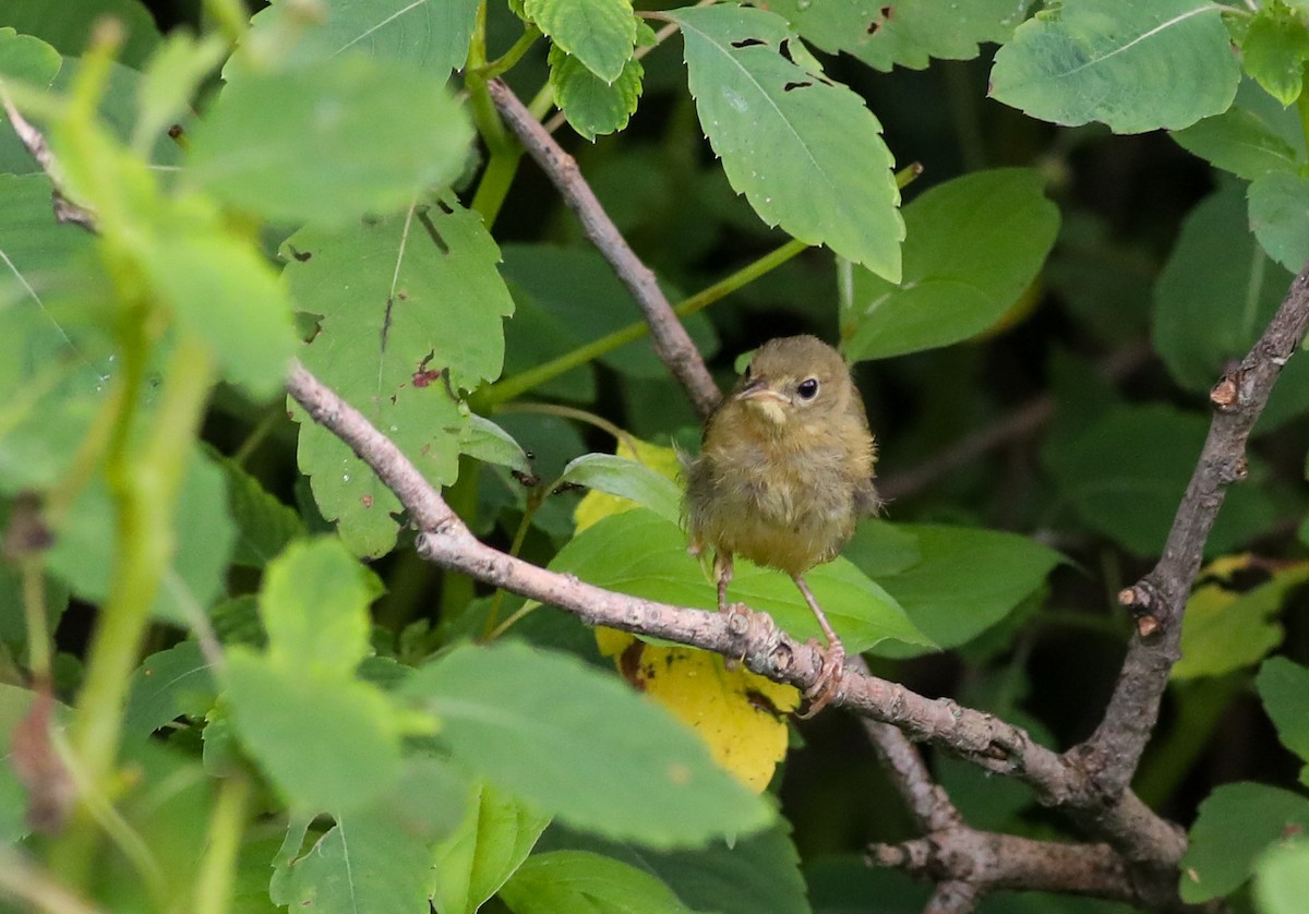 Common Yellowthroat - Debbie Parker