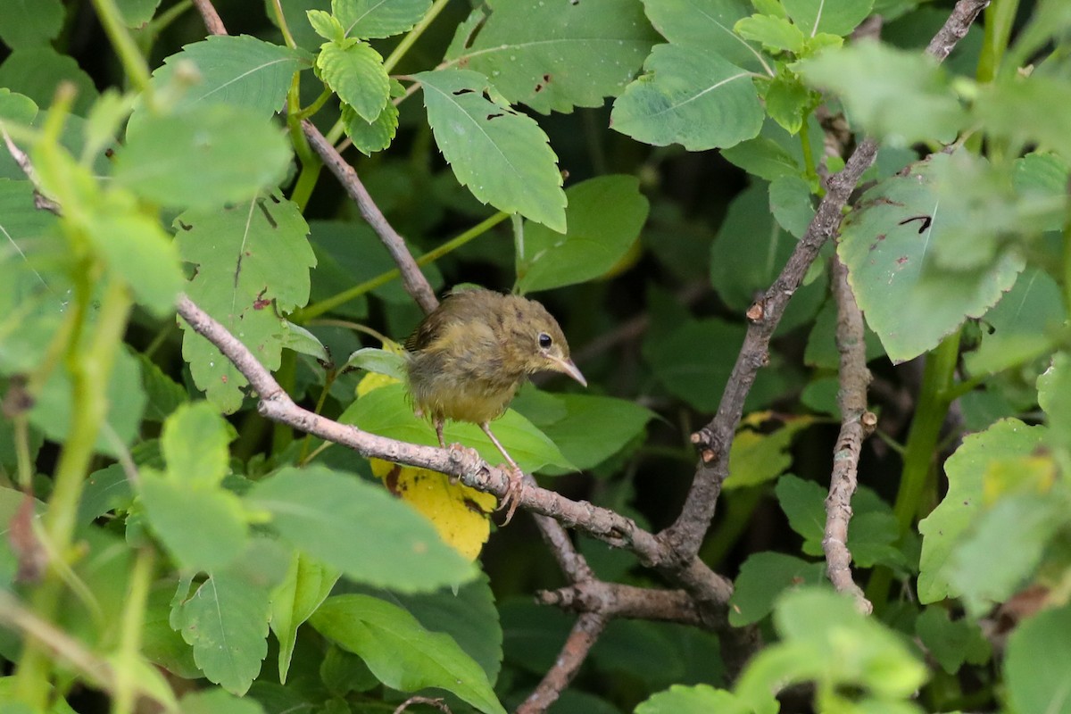 Common Yellowthroat - ML622125338