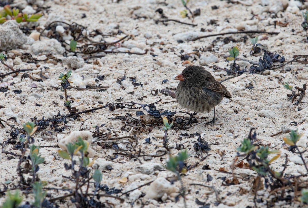 Genovesa Ground-Finch - ML622125339