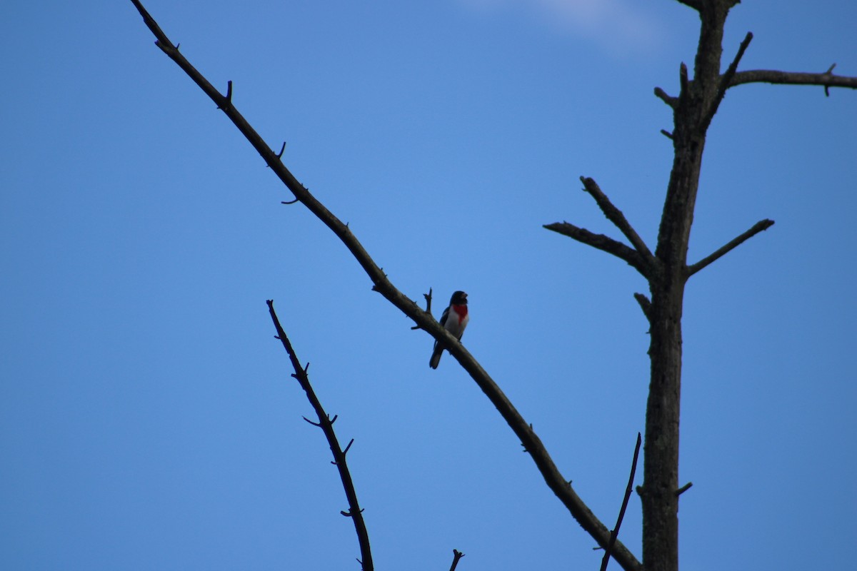 Rose-breasted Grosbeak - ML622125340