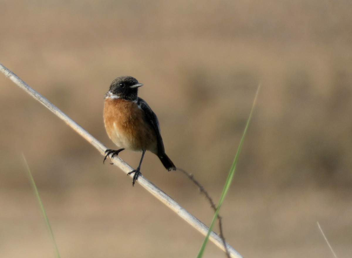 European Stonechat - ML622125341