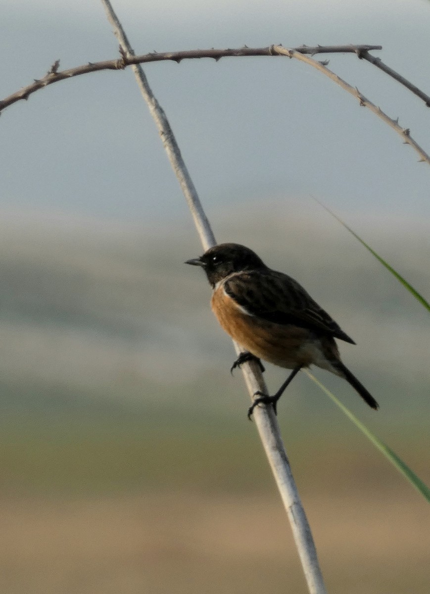 European Stonechat - ML622125342