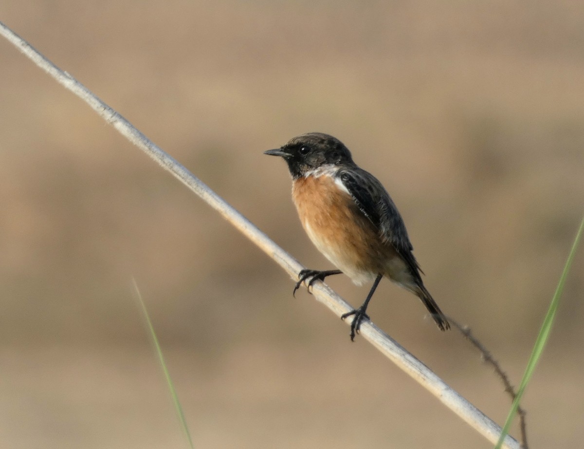 European Stonechat - ML622125343