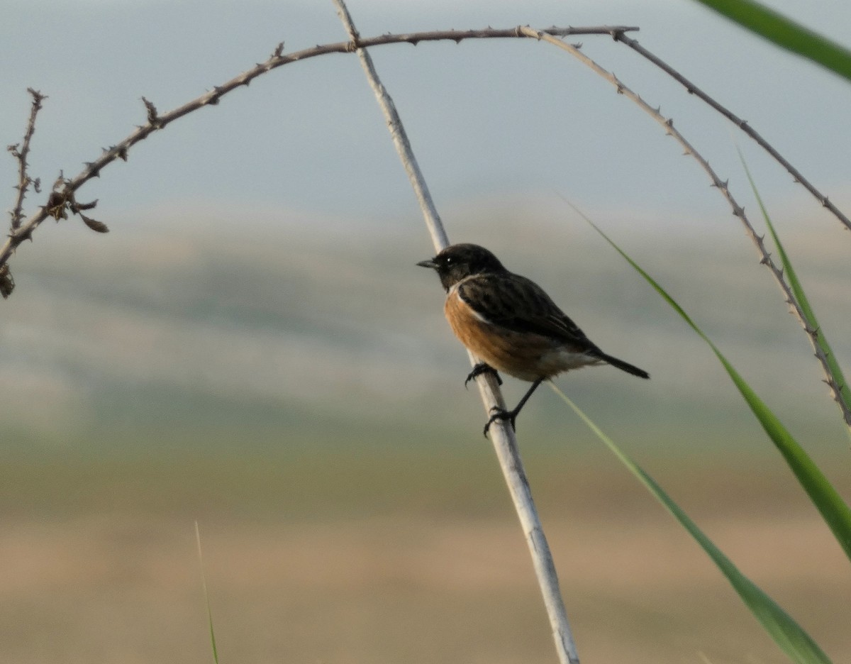 European Stonechat - Peter Milinets-Raby