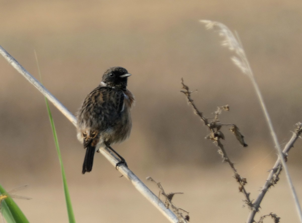 European Stonechat - ML622125345