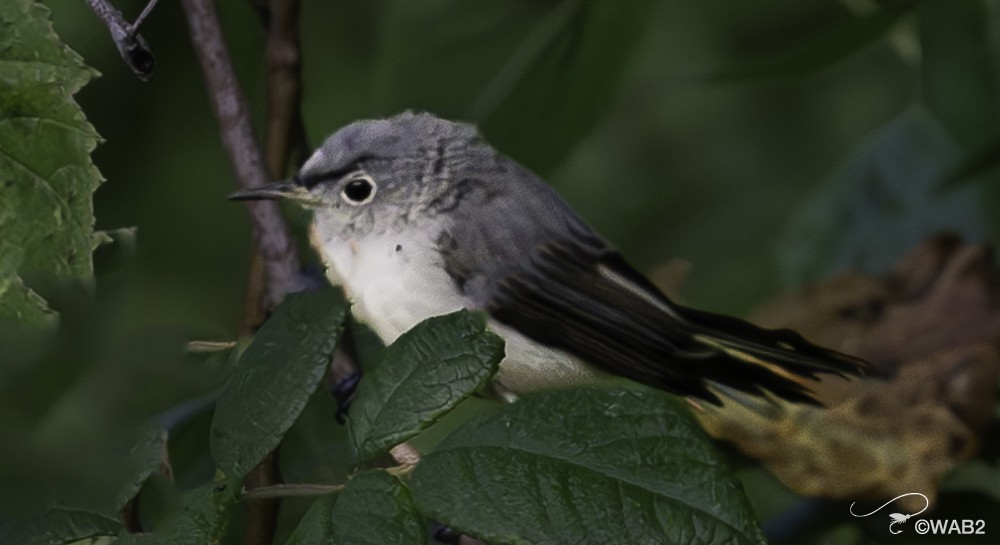 Blue-gray Gnatcatcher - ML622125346