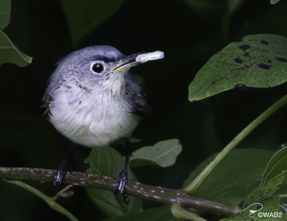 Blue-gray Gnatcatcher - ML622125347