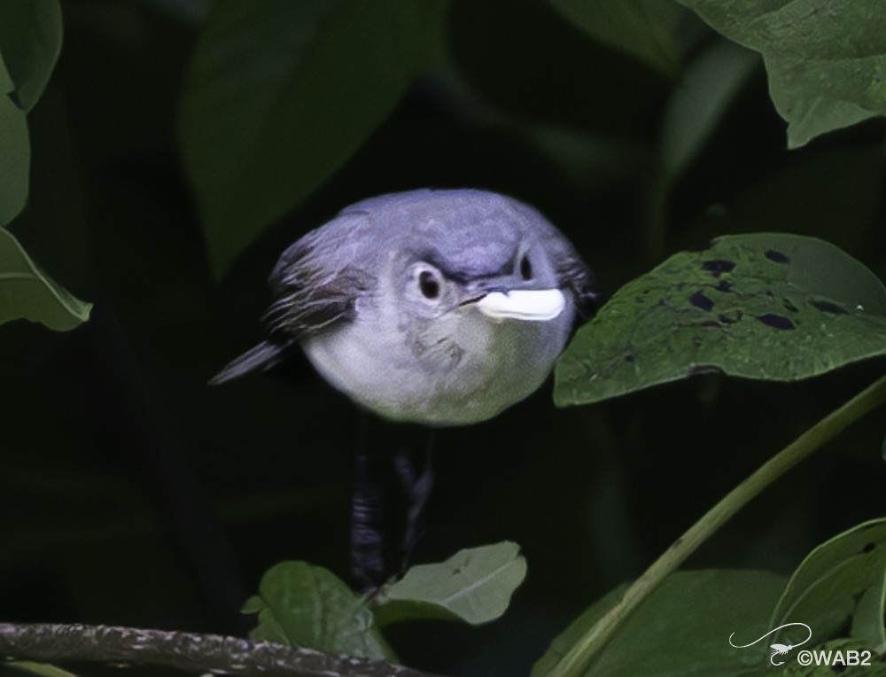 Blue-gray Gnatcatcher - ML622125348