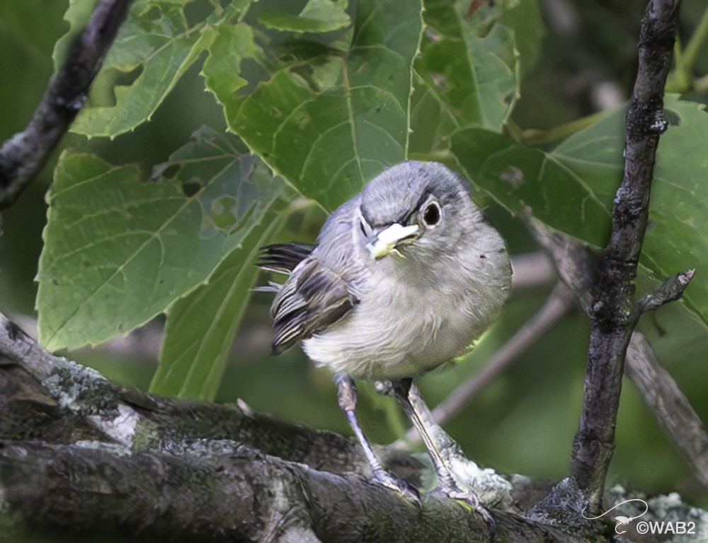 Blue-gray Gnatcatcher - ML622125349