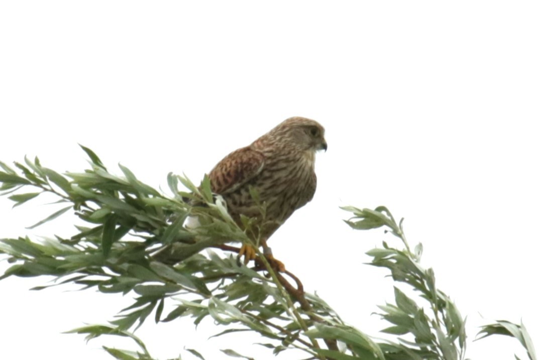 Eurasian Kestrel - ML622125350