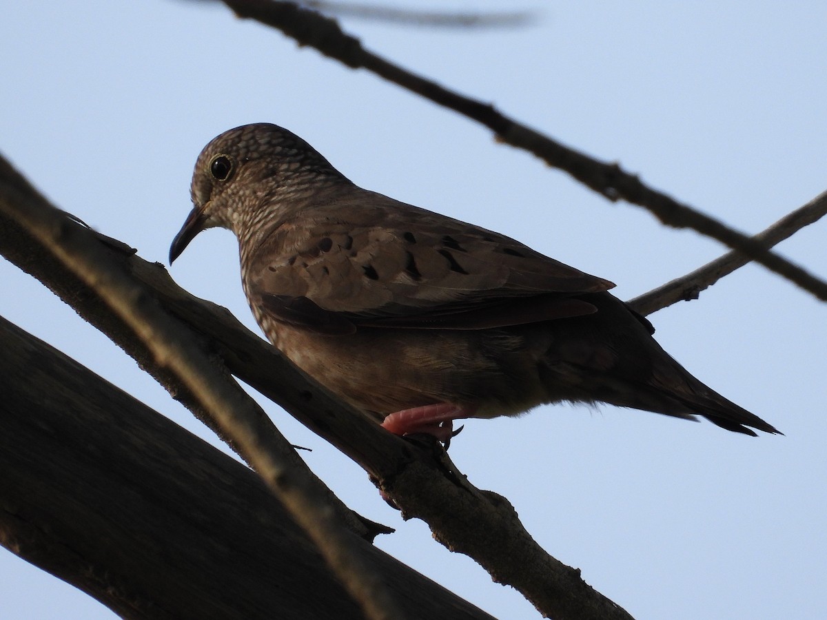 Common Ground Dove - ML622125351