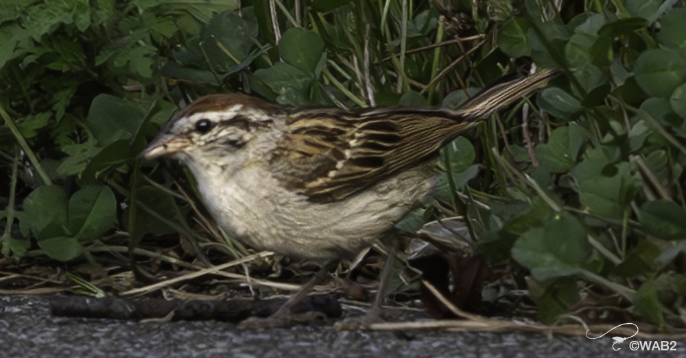 Chipping Sparrow - ML622125352