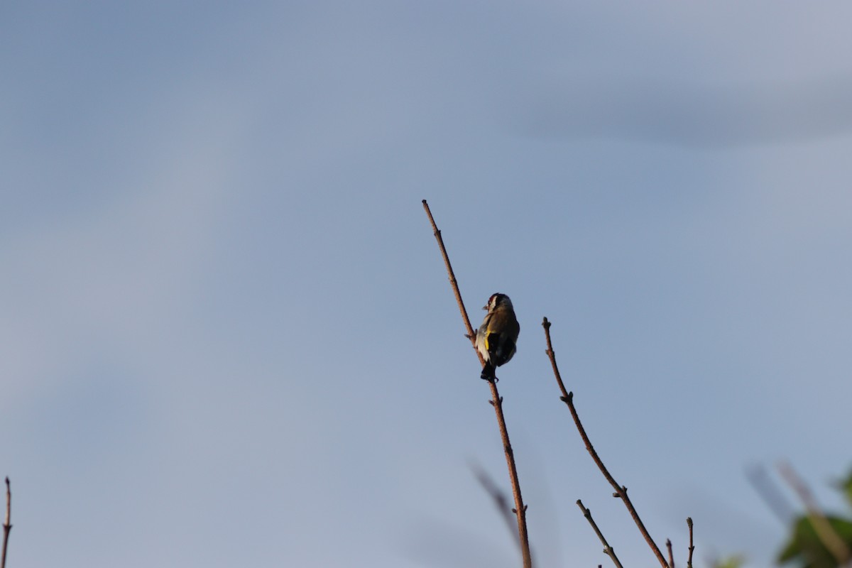 European Goldfinch - ML622125356