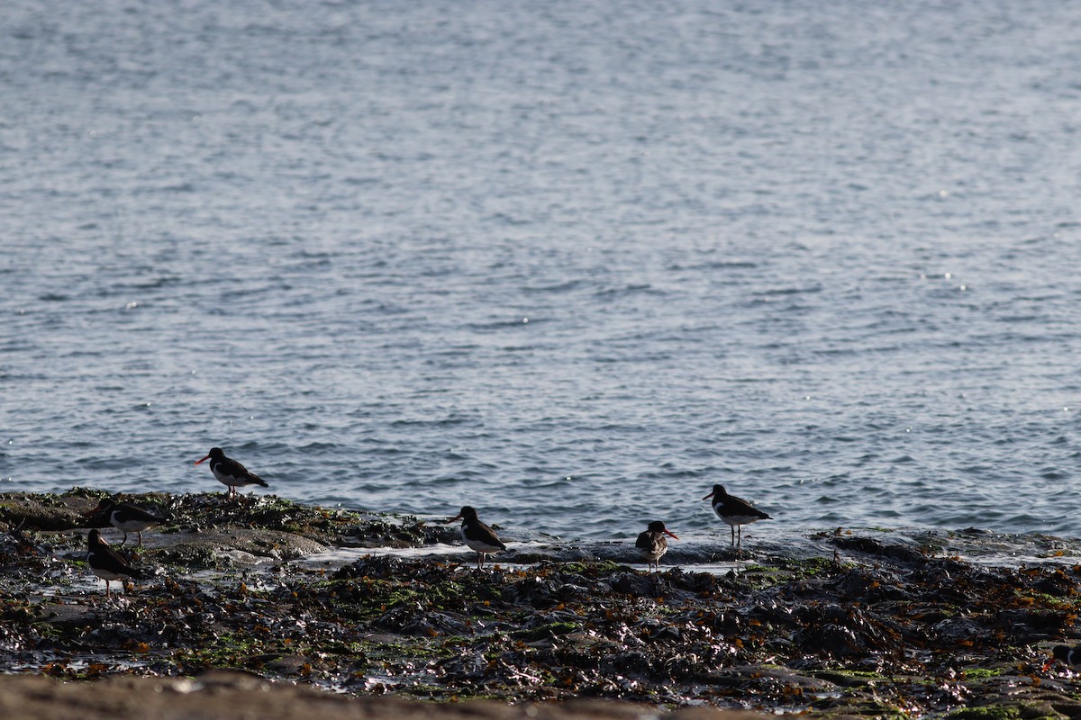 Eurasian Oystercatcher - ML622125365