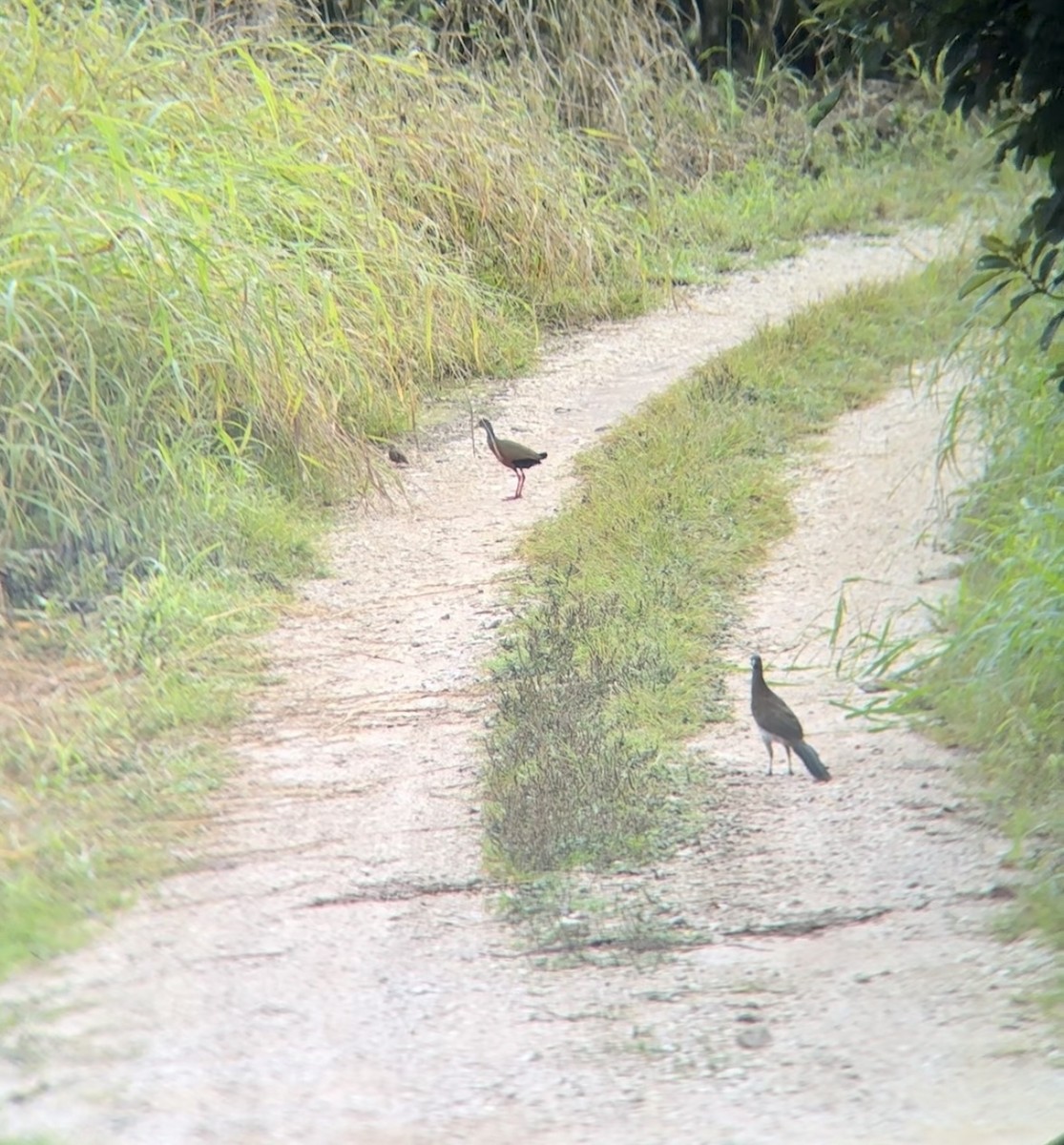 Gray-cowled Wood-Rail - ML622125366