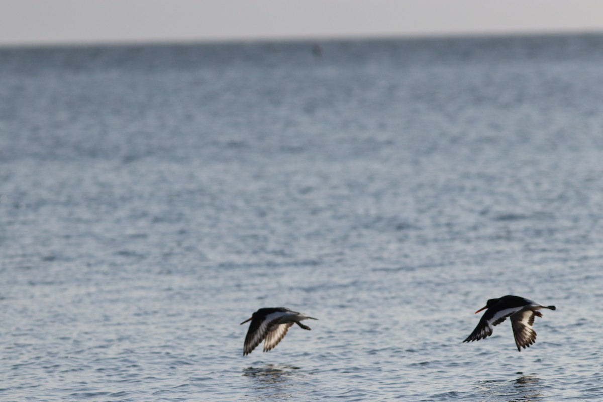 Eurasian Oystercatcher - Anthony Easter