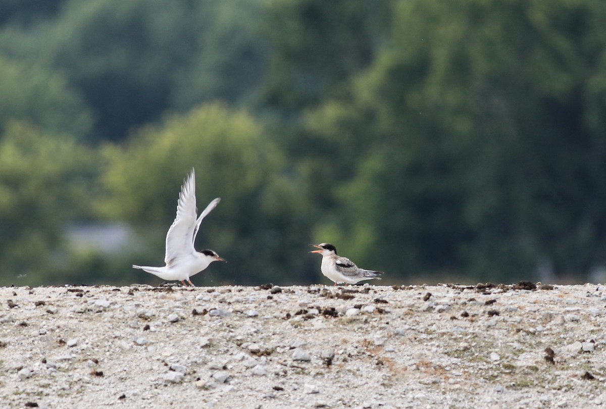 Common Tern - ML622125370