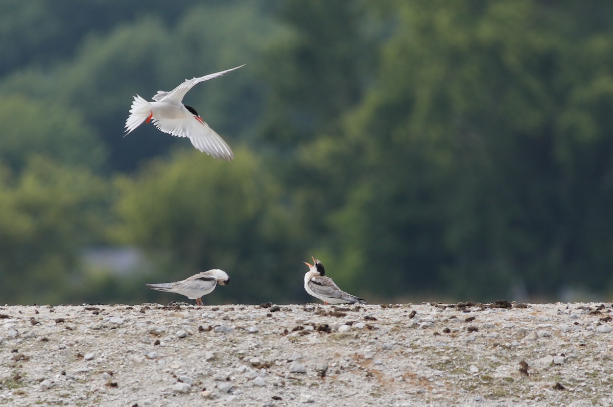 Common Tern - ML622125371