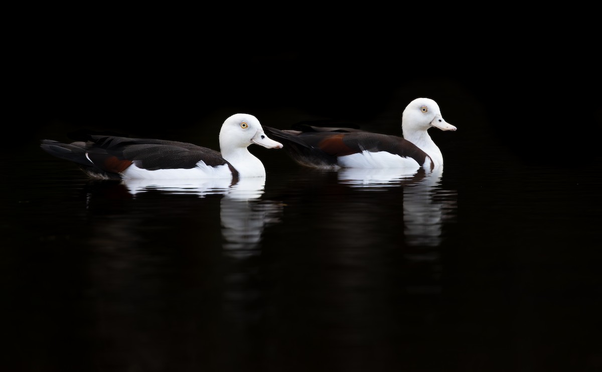 Radjah Shelduck - ML622125372