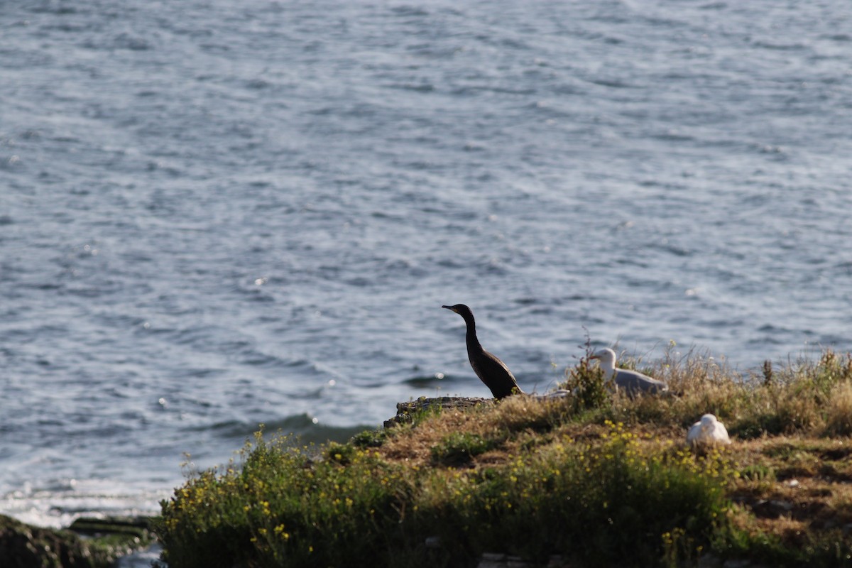 Great Cormorant - Anthony Easter