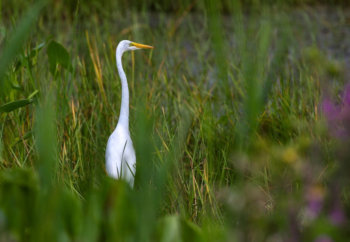 Great Egret - ML622125374