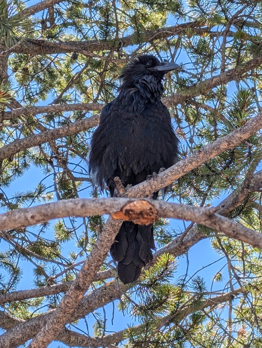 Common Raven - ML622125376