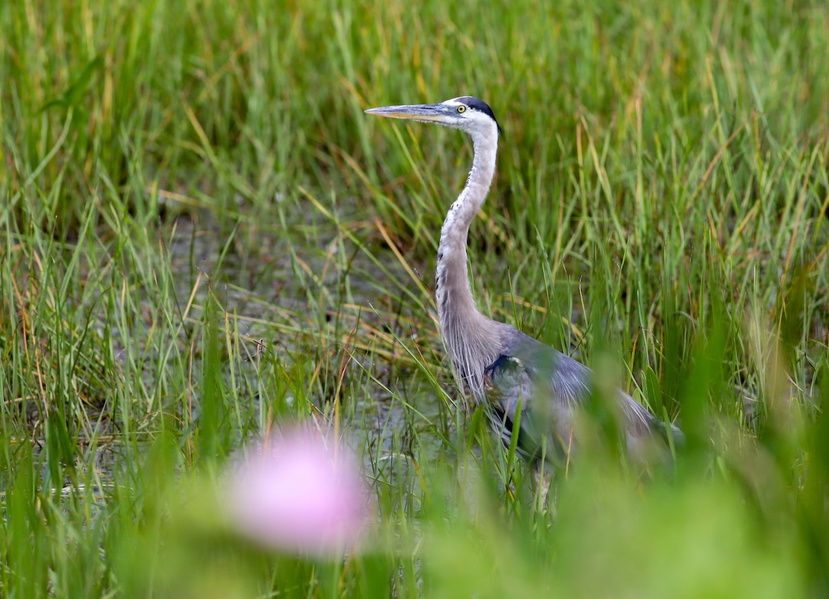 Great Blue Heron - ML622125377