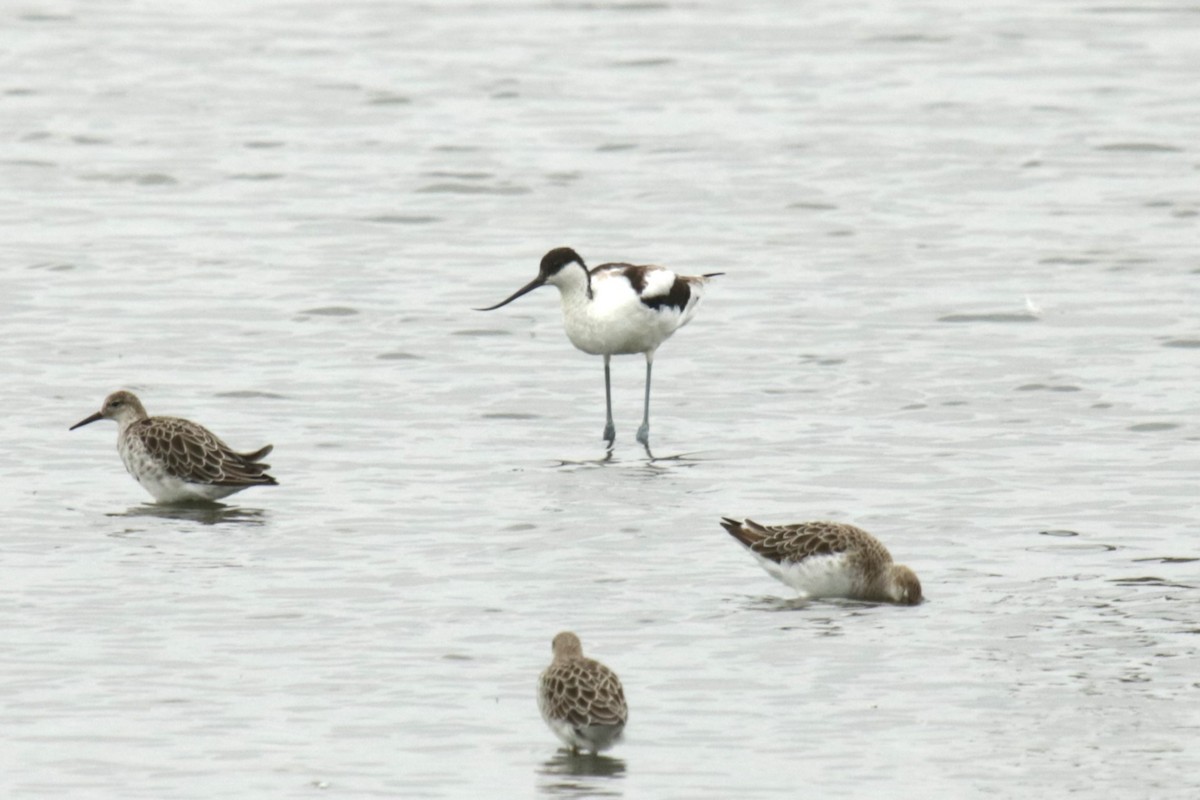 Pied Avocet - ML622125379