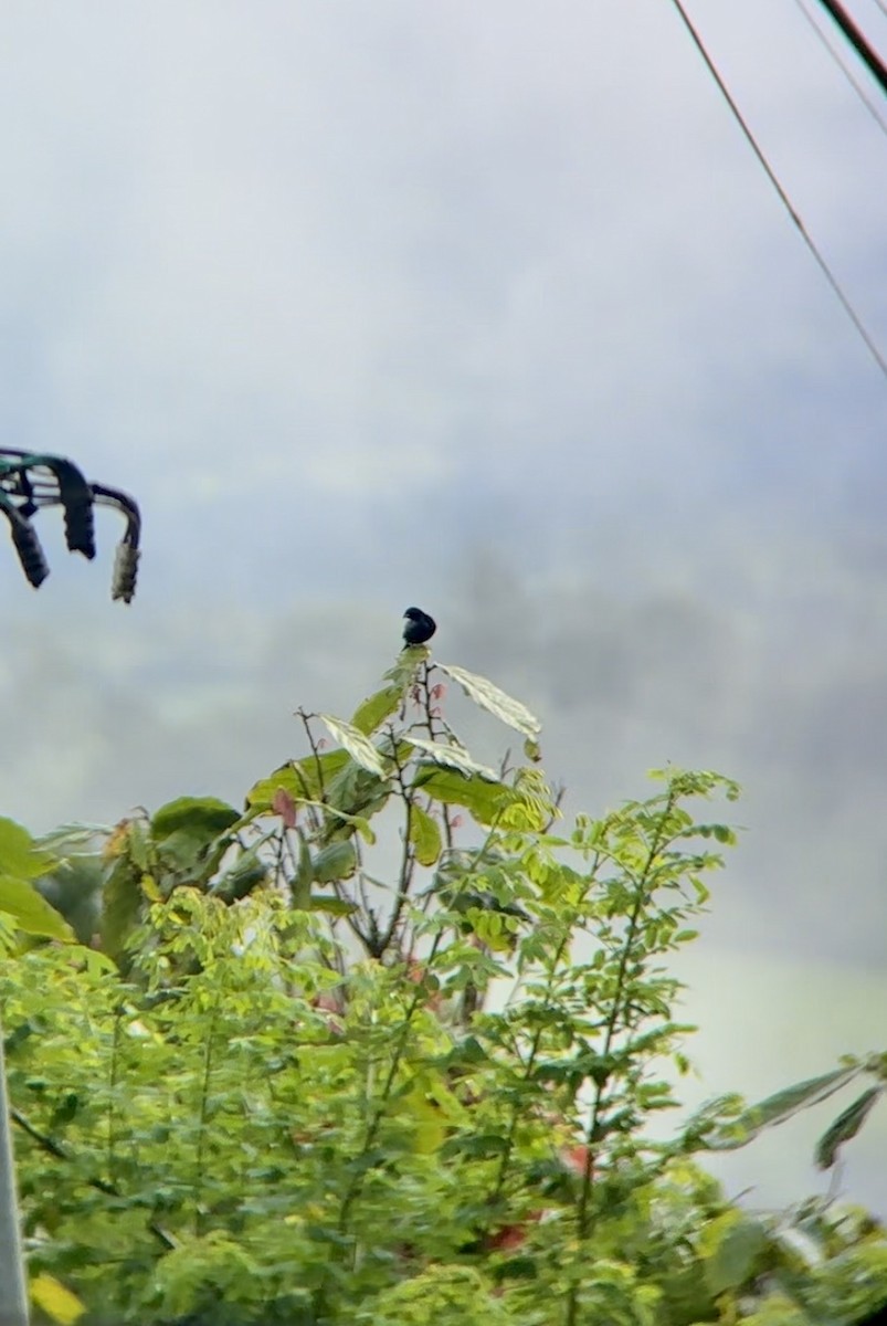 Blue-black Grassquit - ML622125380