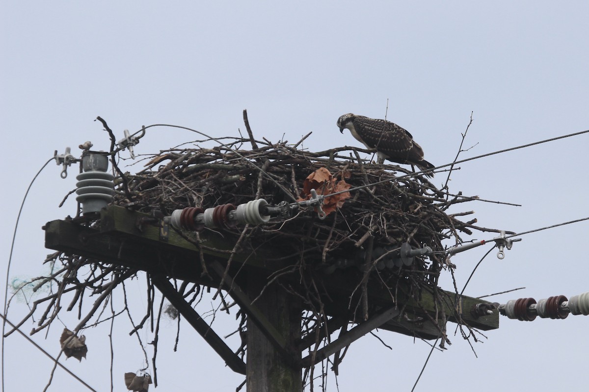 Osprey - Oliver Lindhiem