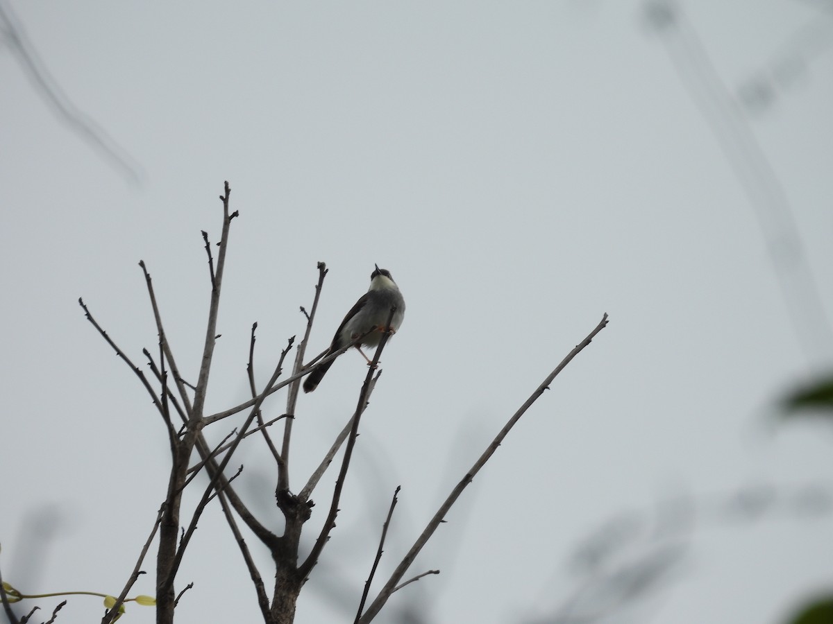 Gray-breasted Prinia - ML622125385