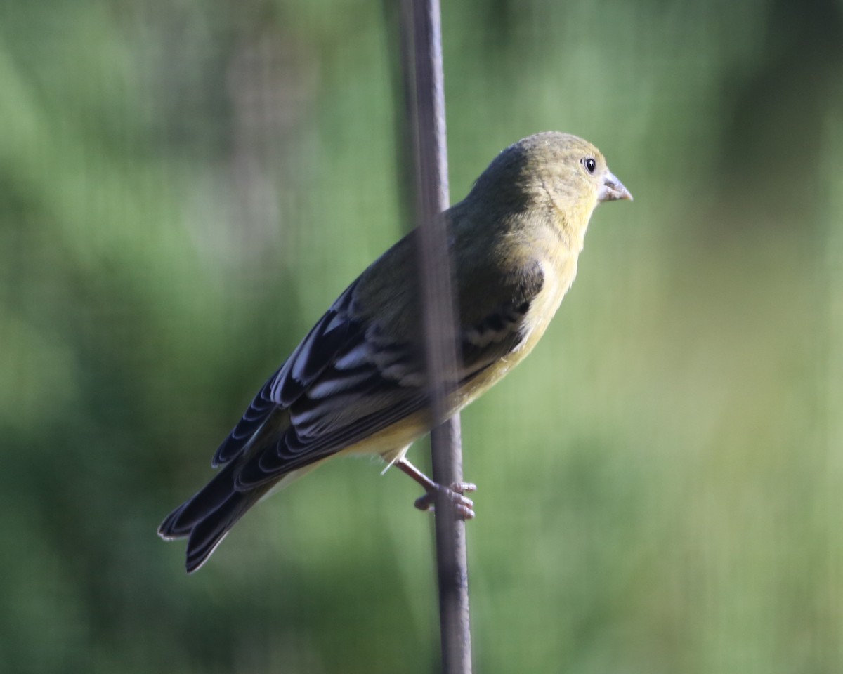 Lesser Goldfinch - ML622125386