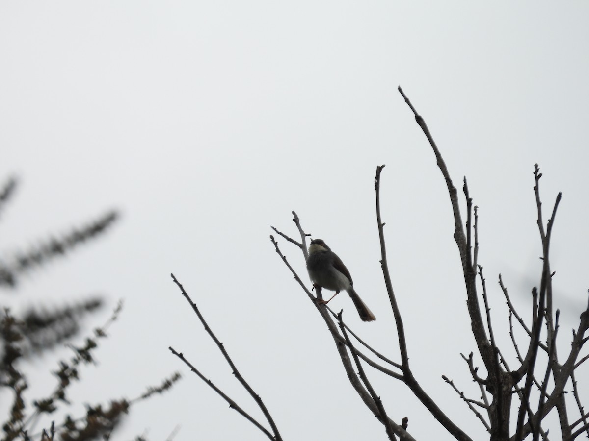 Gray-breasted Prinia - ML622125389