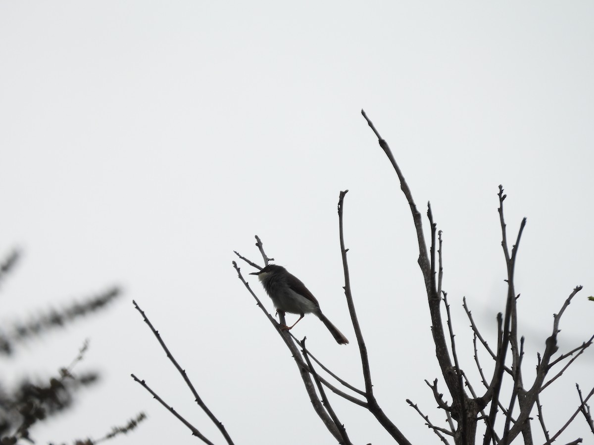 Gray-breasted Prinia - ML622125391