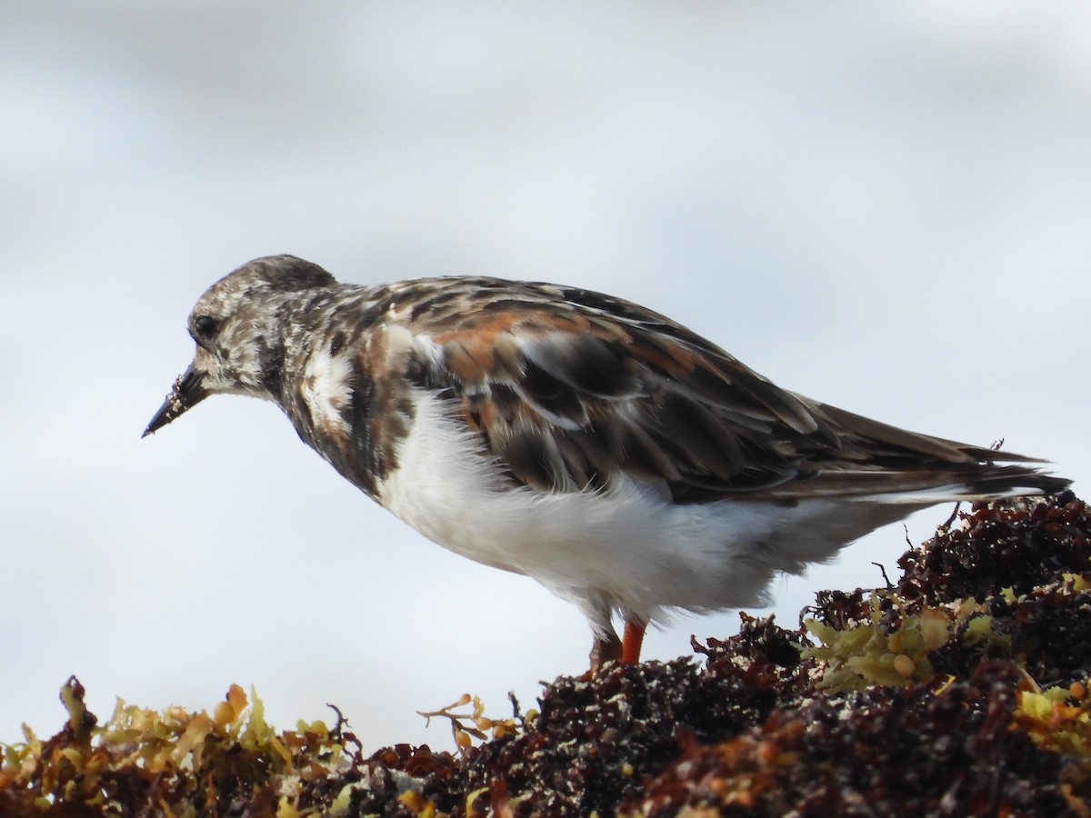 Ruddy Turnstone - ML622125392