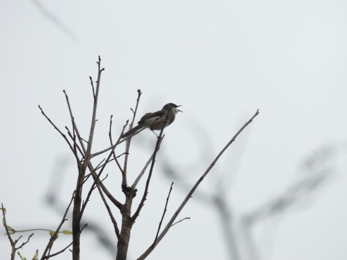 Gray-breasted Prinia - ML622125393