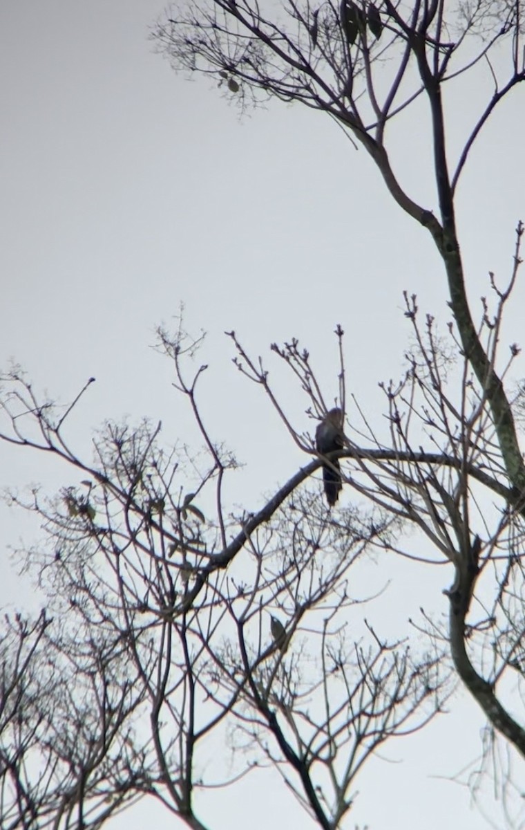 Squirrel Cuckoo - ML622125395