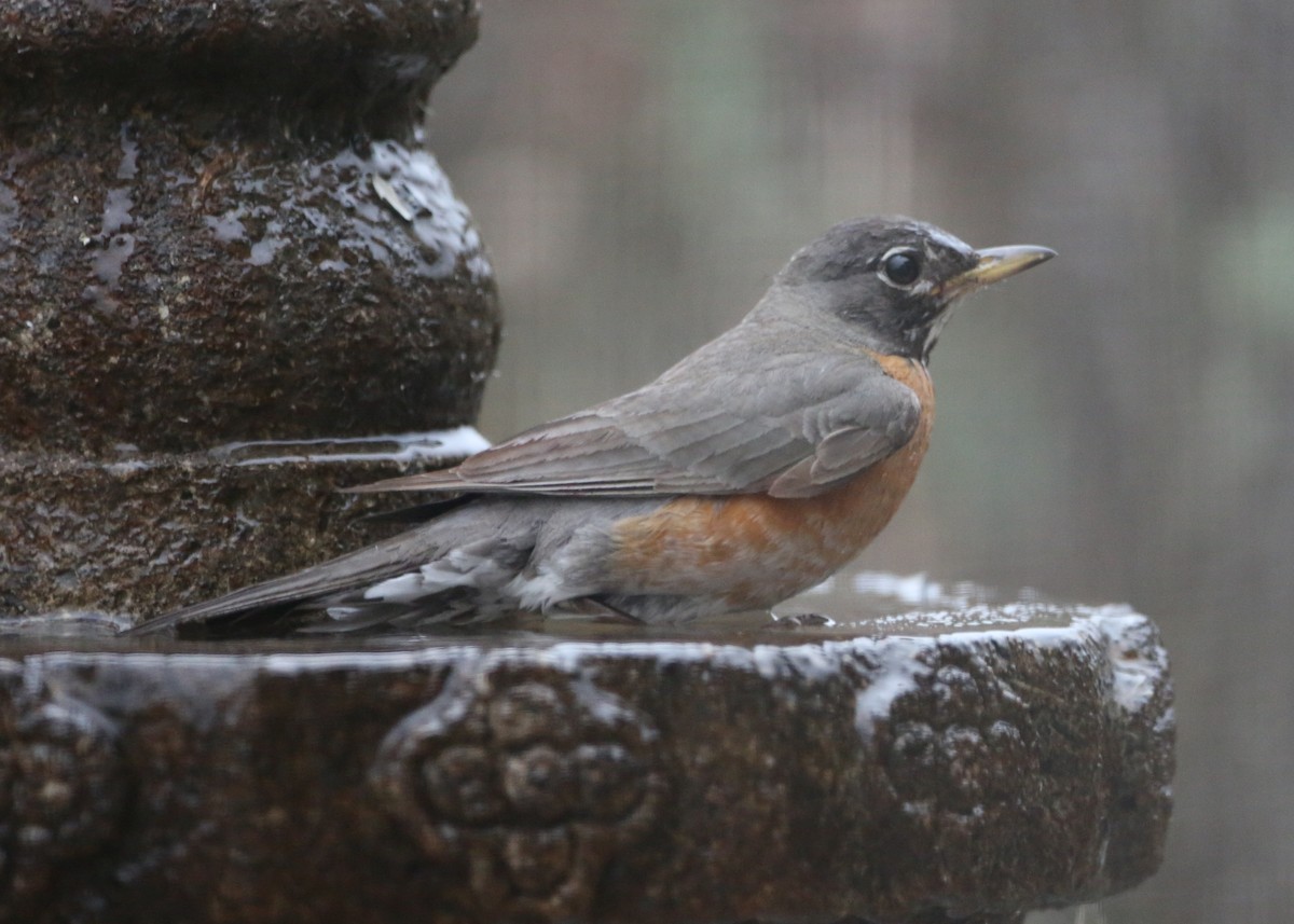 American Robin - ML622125396