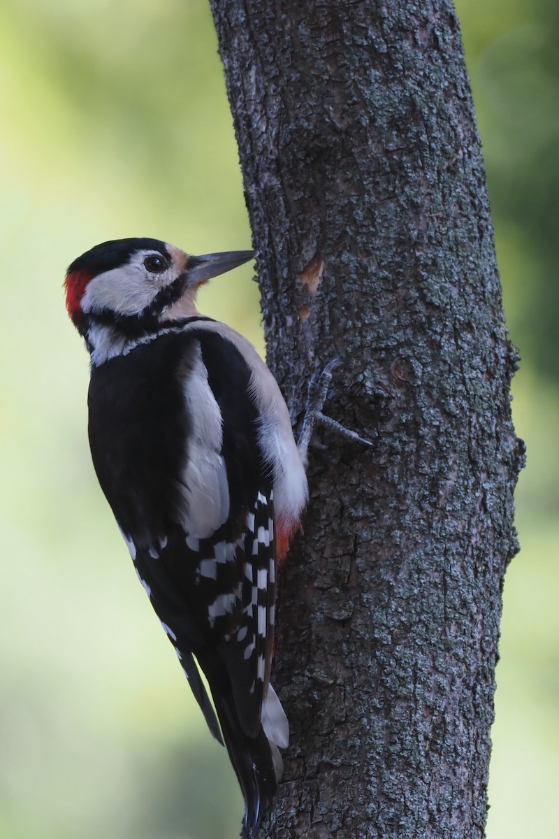 Great Spotted Woodpecker - ML622125397